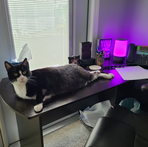 Meet your Posher, Rachel - Picture 11 of 13